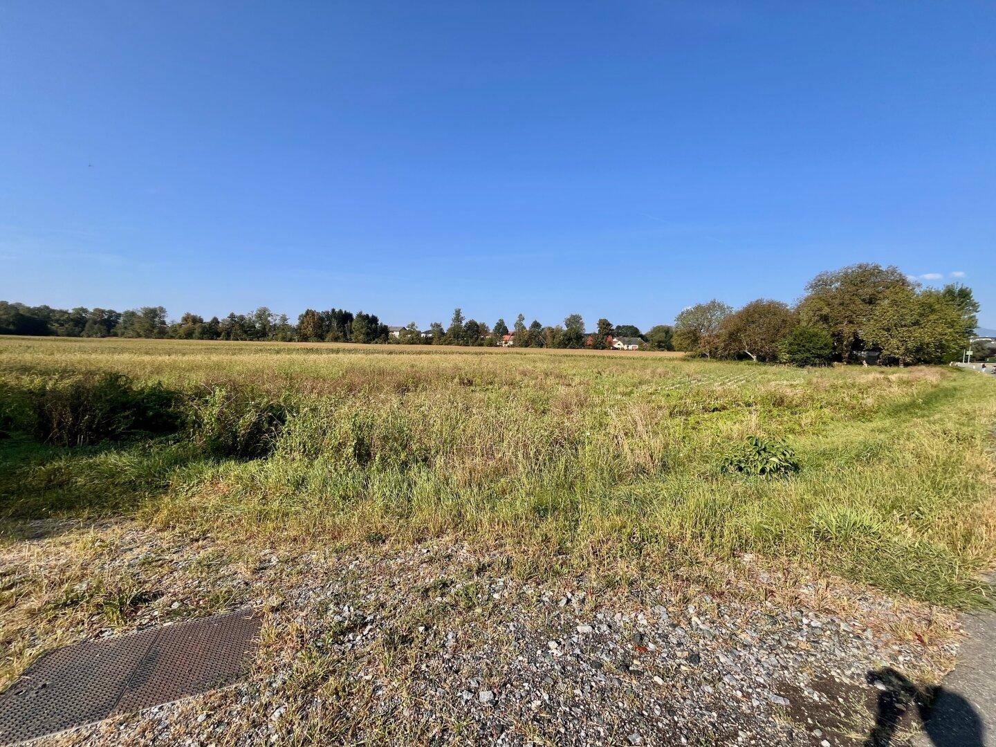 Weitläufiges Feld mit hohem Gras und Häusern sowie Bäumen am Horizont unter blauem Himmel.