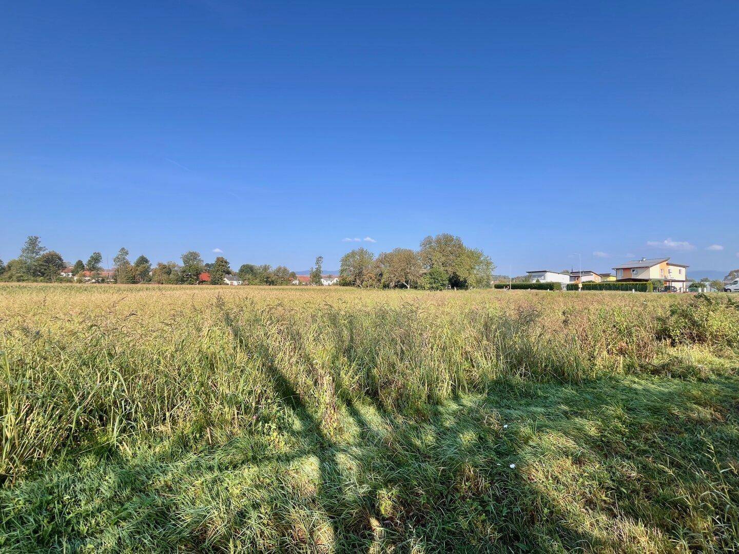 Sonniges Feld mit hohem Gras und langen Schatten, im Hintergrund sind Häuser sichtbar.