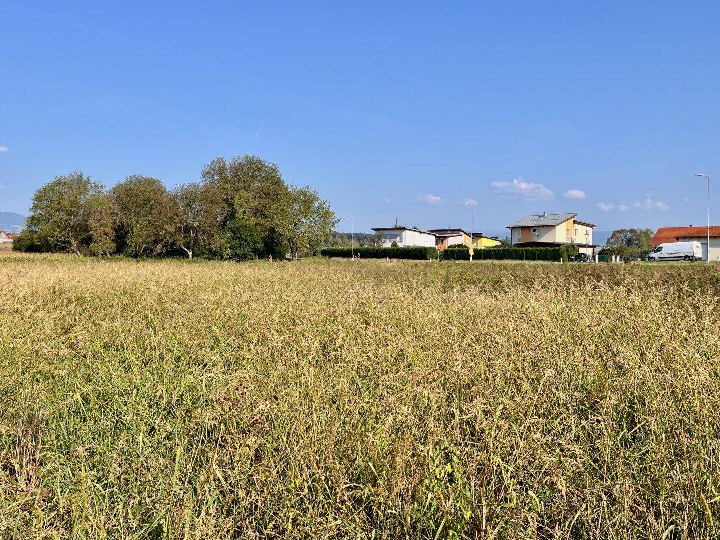 Ausgedehntes Feld mit hohem Gras und modernen Häusern sowie Bäumen am Horizont.