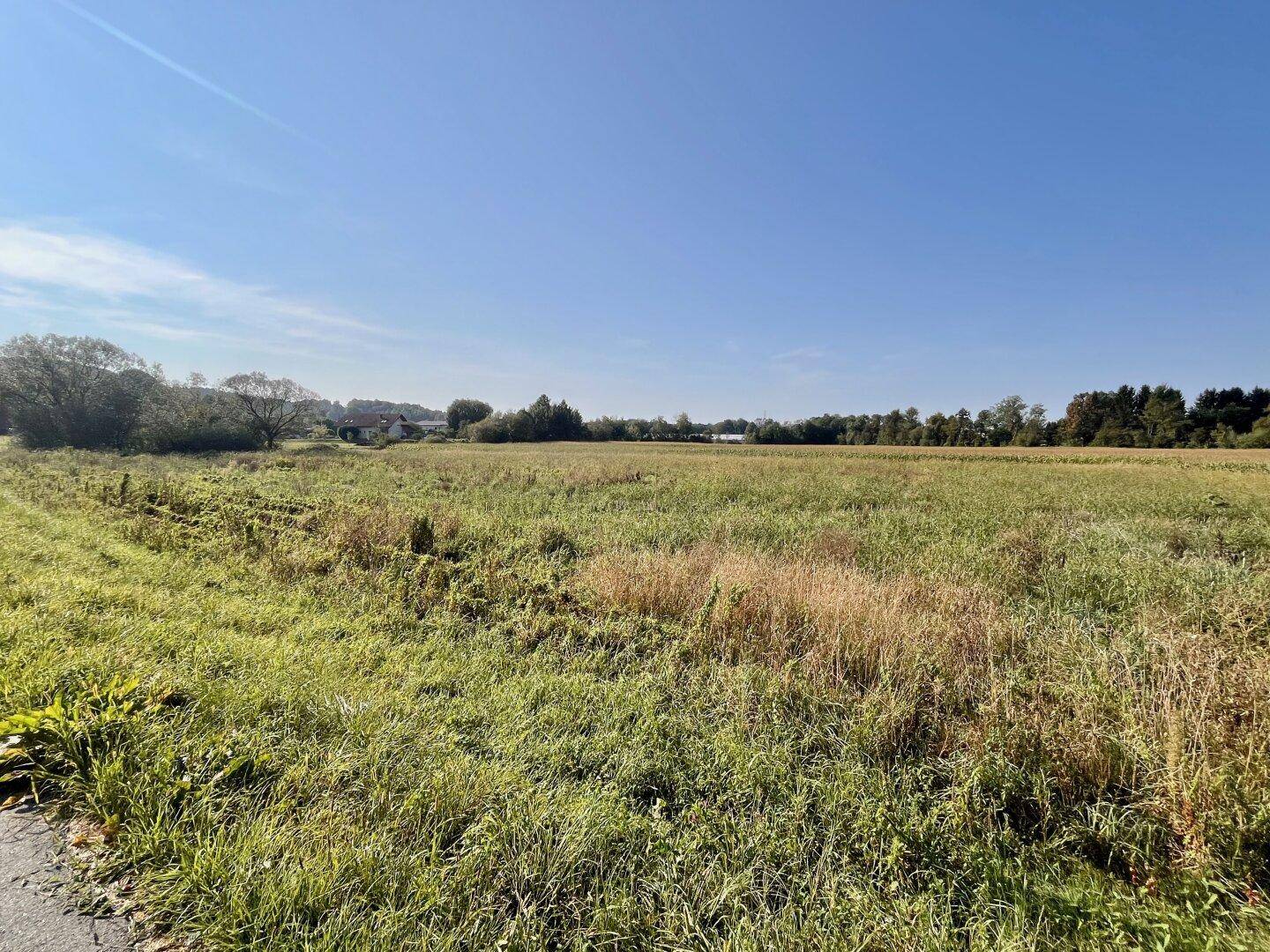 Weitläufiges Feld mit grünen und trockenen Gräsern, im Hintergrund sind Bäume und Gebäude zu sehen.