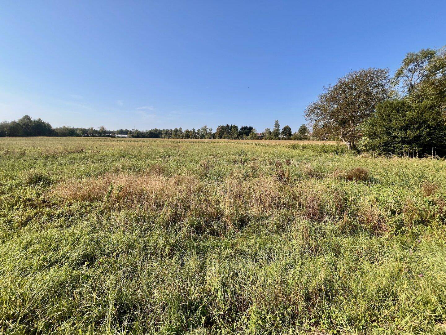 Großes Feld mit gemischtem Grasbewuchs und einer Baumreihe sowie Gebäuden in der Ferne.