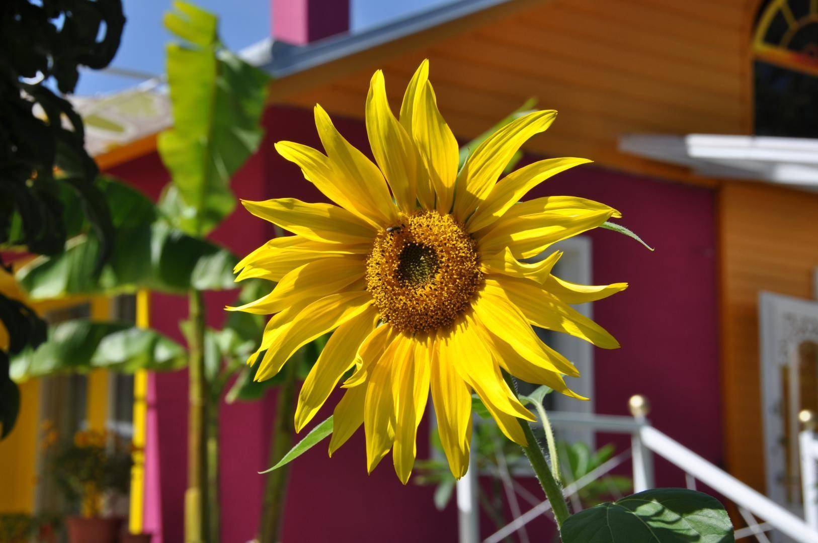 Sommer, Sonne, Sonnenblumen