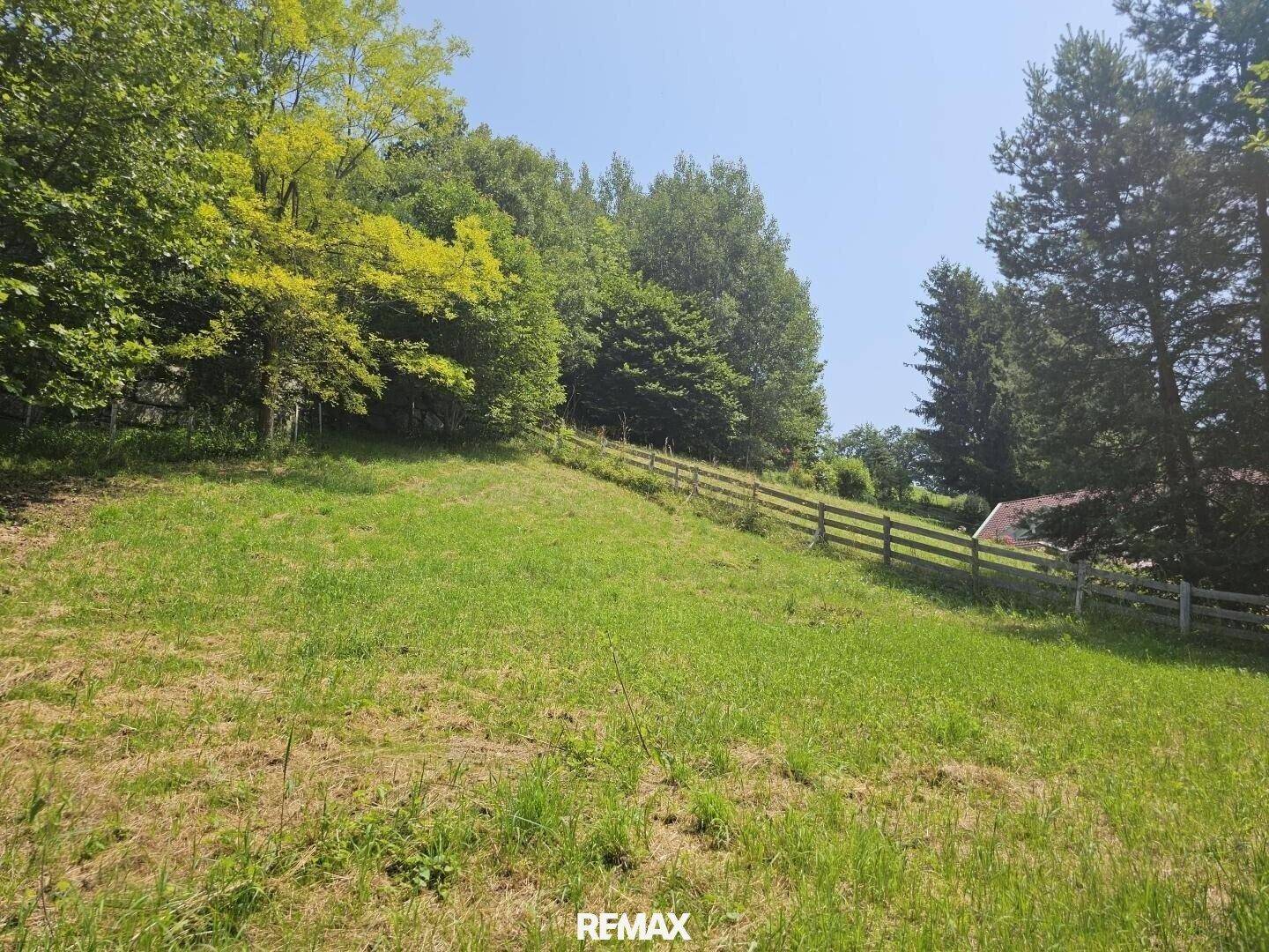 Weitläufige grüne Wiese mit dichtem Baumbestand und einem Holzzaun im Hintergrund unter blauem Himmel.