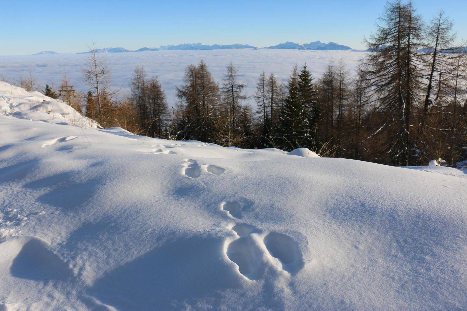 Vorfreude auf den Skiwinter