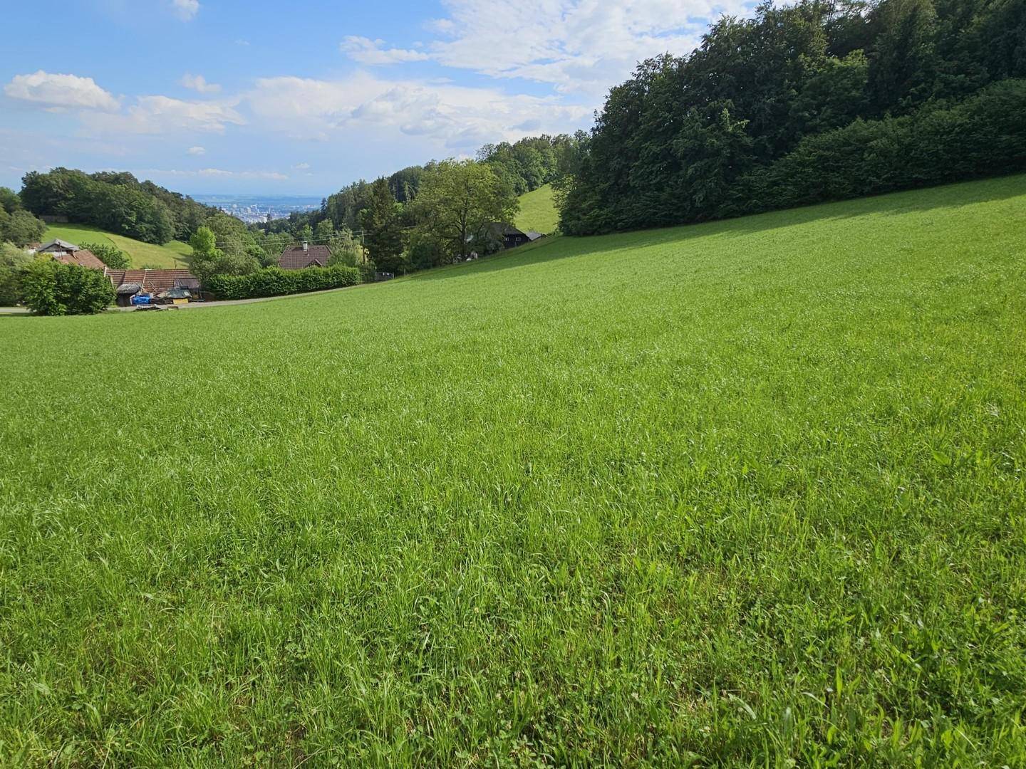 grün und sonnig