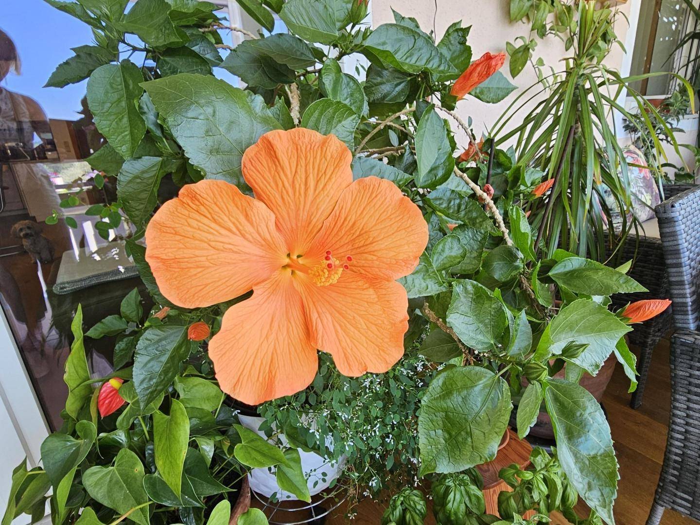 Lieblingsblüten