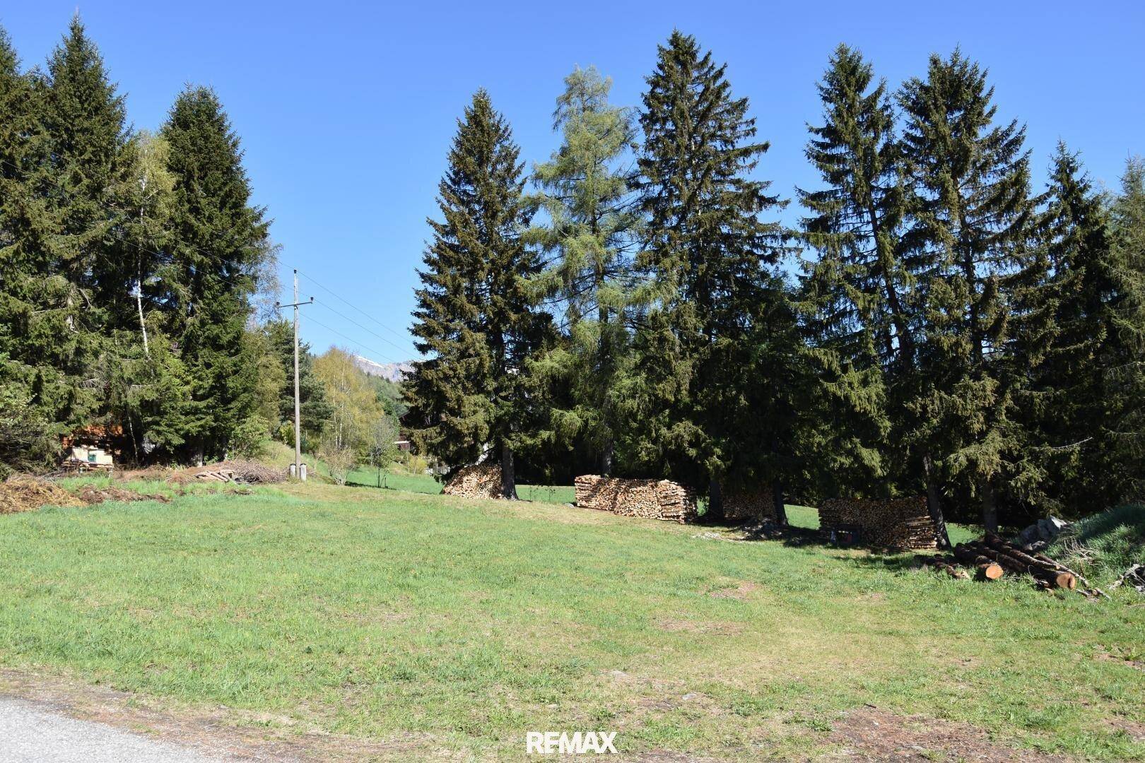 Sonniges grünes Feld mit hohen Nadelbäumen, gestapeltem Brennholz und einem weiten Blick in die Landschaft.