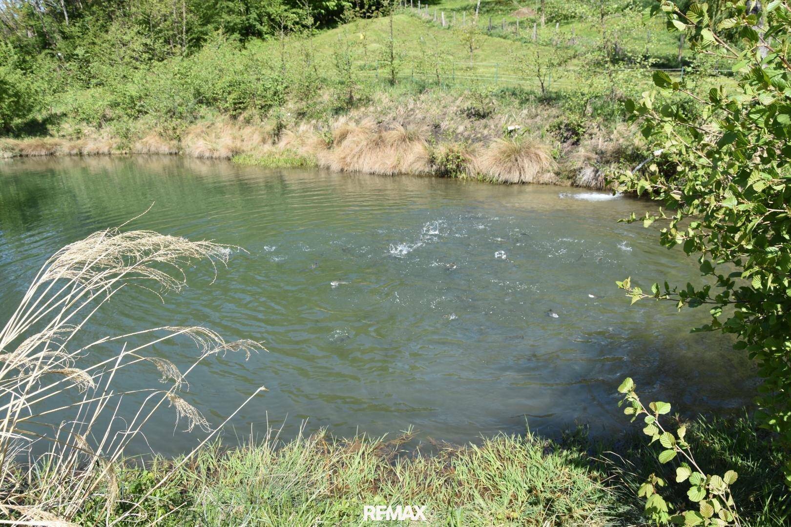 Teich mit sprudelndem Wasser, umgeben von grünen Pflanzen und Bäumen in der Natur.