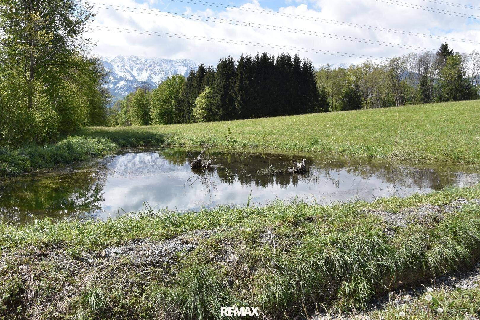 Kleiner Teich in einer grünen Wiesenlandschaft mit Bäumen und bewölktem Himmel.