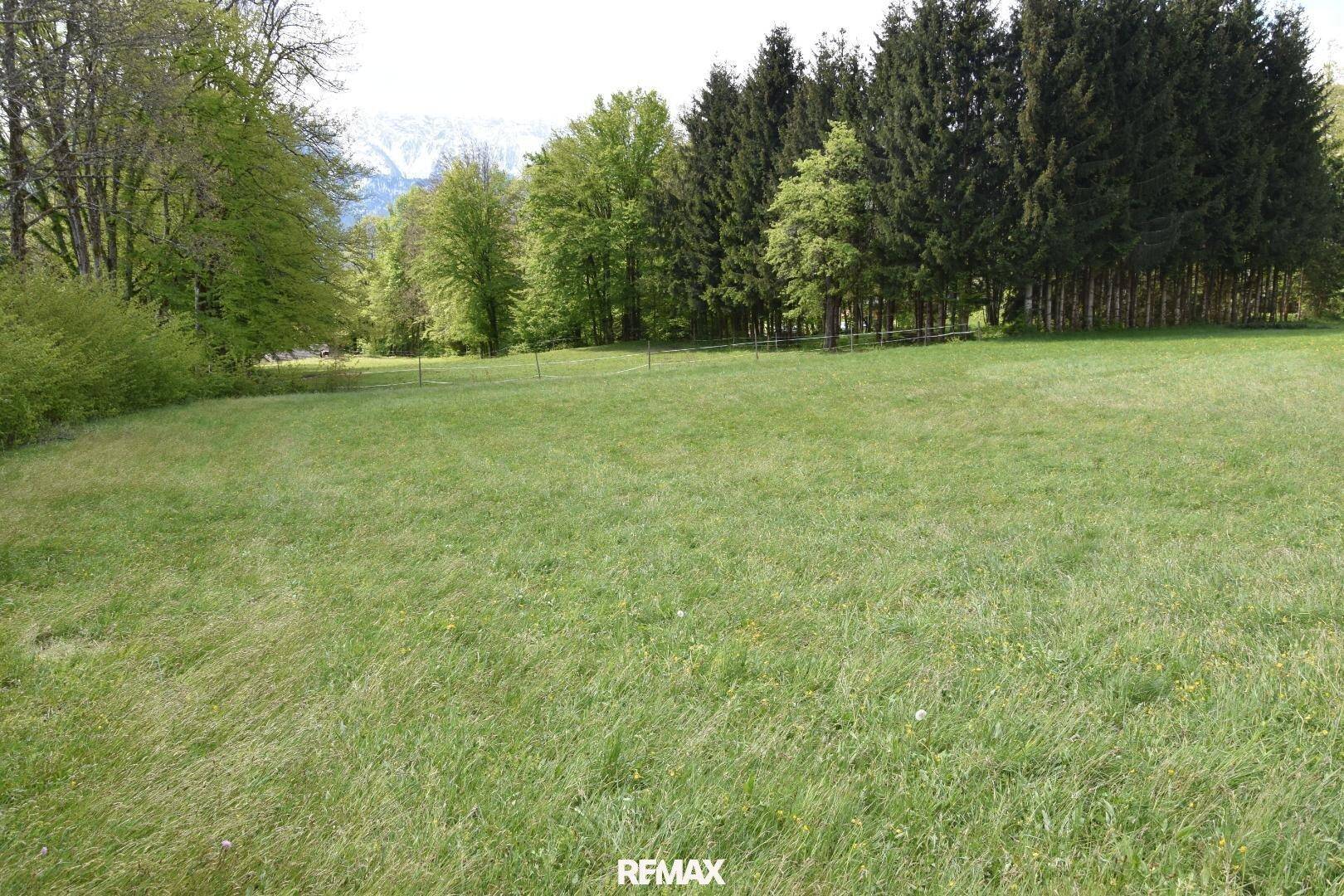 Weitläufige grüne Wiese, begrenzt von einer dichten Reihe Nadelbäumen, mit Bergen in der weiten Ferne.