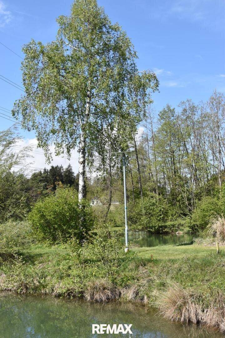 Hoher Birkenbaum am Teichufer mit einem Lichtmast, umgeben von weiteren Bäumen und Bergen in der Ferne.