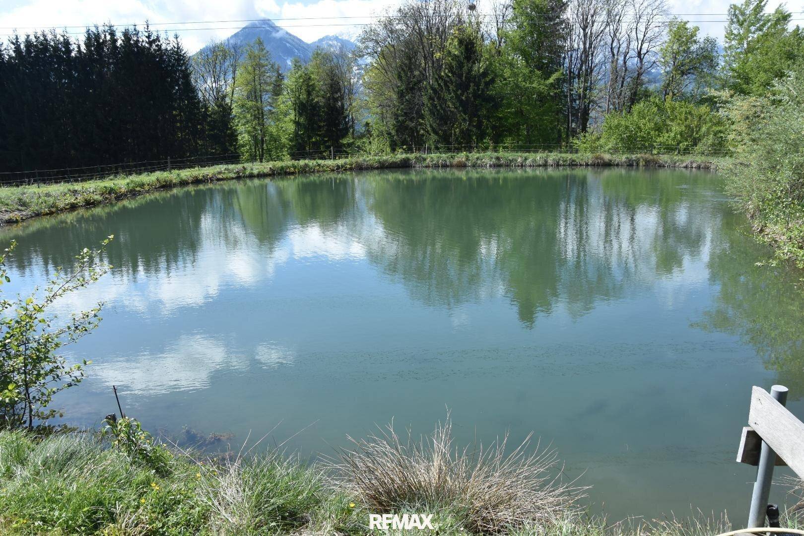 Nahaufnahme eines natürlichen Teiches mit spiegelnder Wasseroberfläche und umgebender Vegetation.