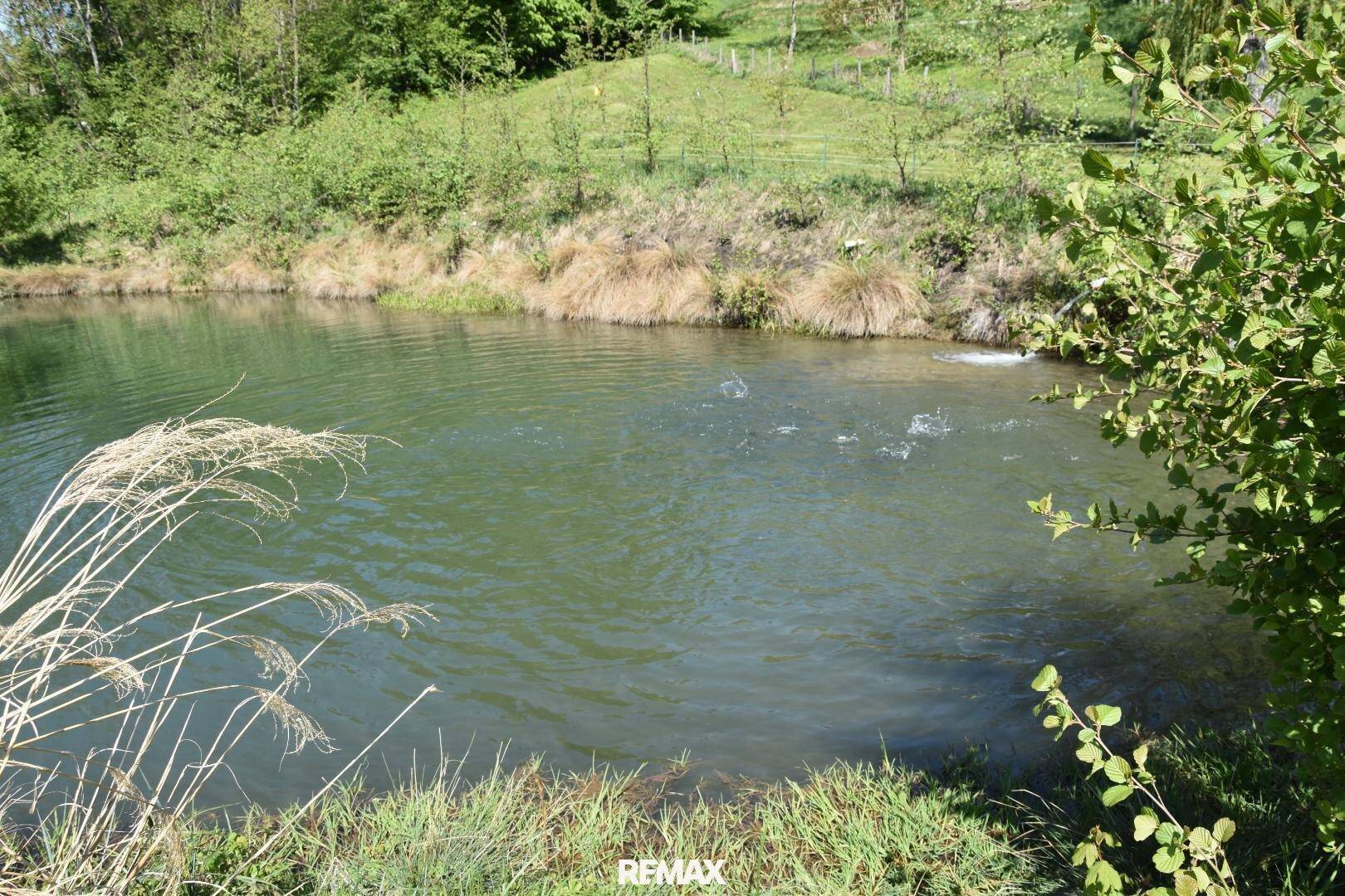 Nahaufnahme der Teichoberfläche mit leichten Wellen, umgeben von Schilf und Gras am Ufer.