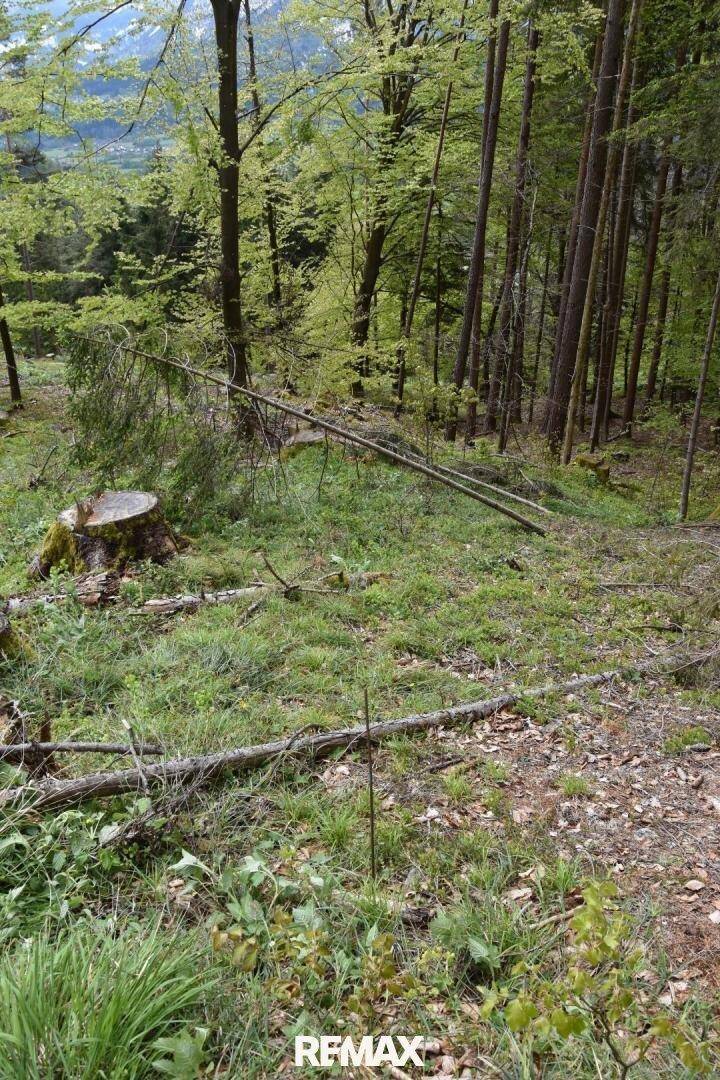 Waldlandschaft mit hohen Bäumen, gefallenen Ästen und einem Baumstumpf, die unberührte Natur darstellend.