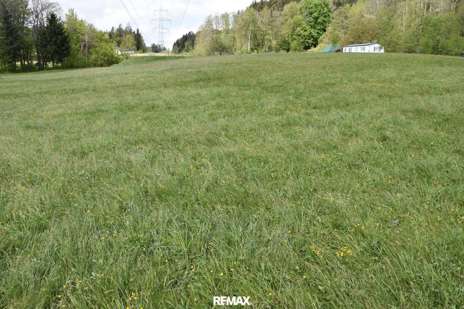 Weitläufige grüne Wiese mit vereinzelten Wildblumen, umgeben von Bäumen und einem Strommast in der Ferne.