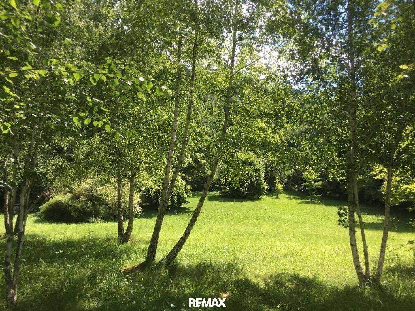 Sonnige Rasenfläche mit jungen Birken und üppigem Grün, ideal für Entspannung im Freien.