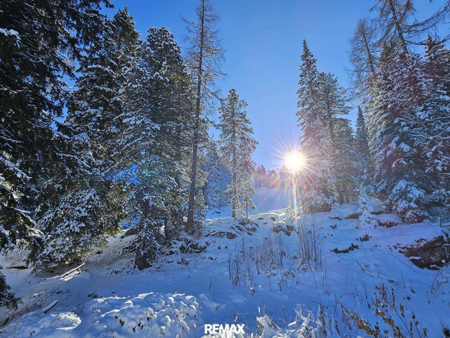Sonnenstrahlen brechen durch die schneebedeckten Bäume in einer idyllischen Winterlandschaft.