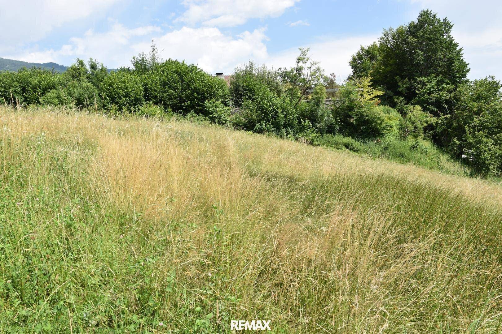 Hügelige Wiesenlandschaft mit hohem Gras und dichter Vegetation im Hintergrund unter sonnigem Himmel.
