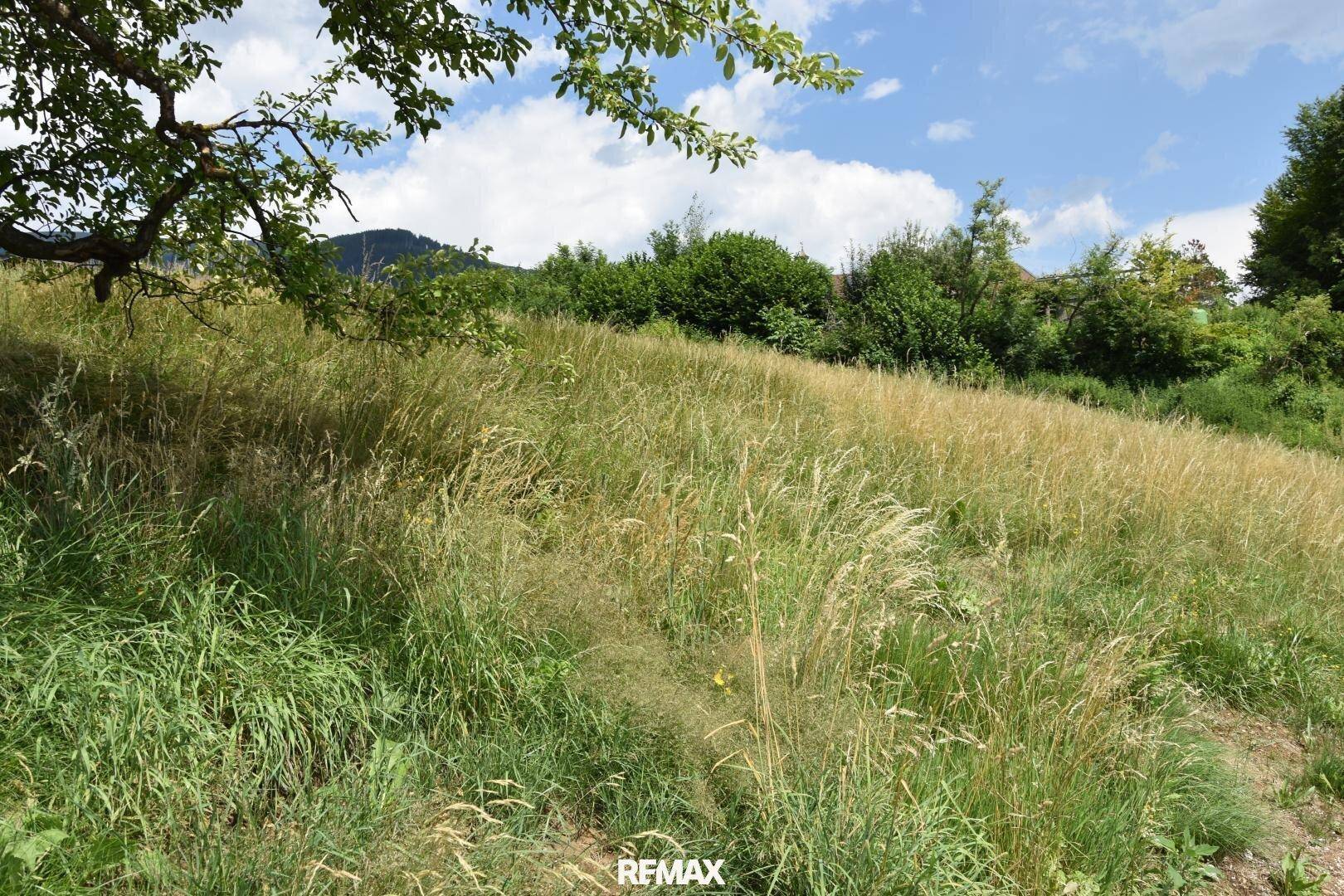 Natürliche Wiesenlandschaft mit hohem Gras und einem Baumast im Vordergrund, umgeben von grünen Hügeln.