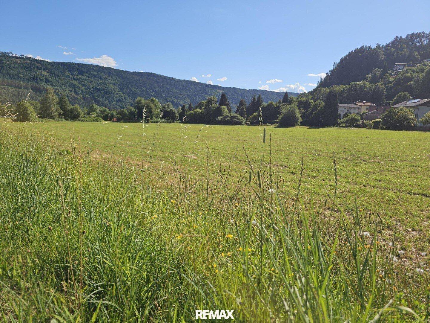 Detailansicht von hohem Gras und Wildpflanzen auf einer sonnigen Wiese mit weitem Blick.