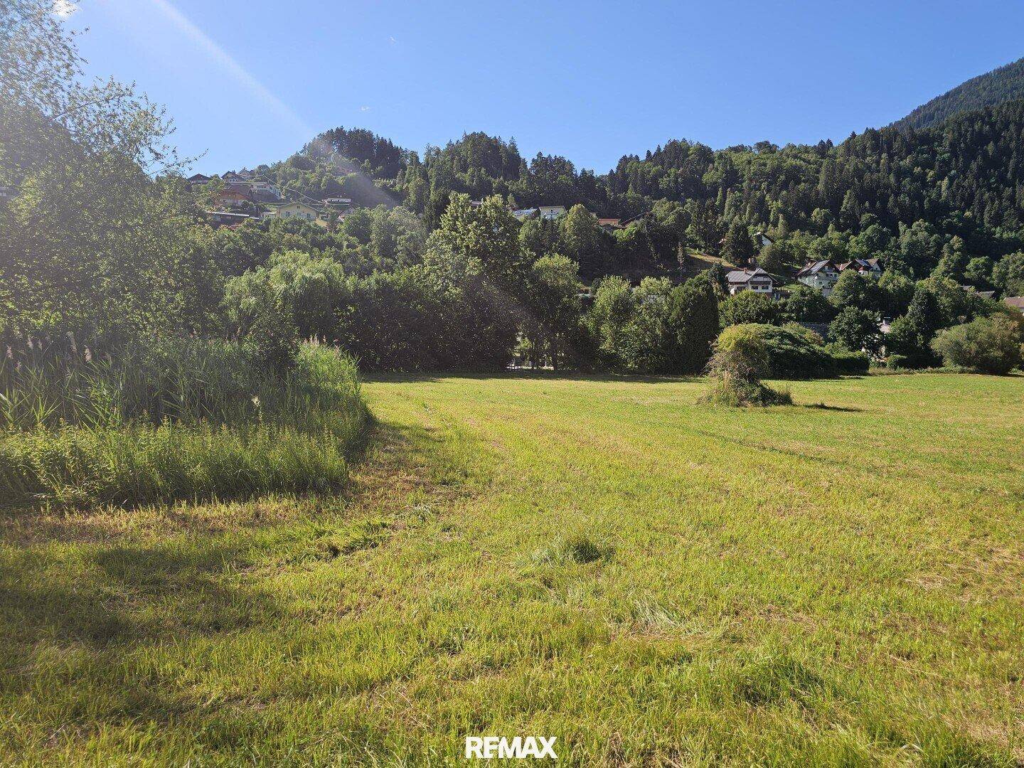 Sonnige Wiesenlandschaft mit üppiger Vegetation und bewaldeten Bergen am Horizont.