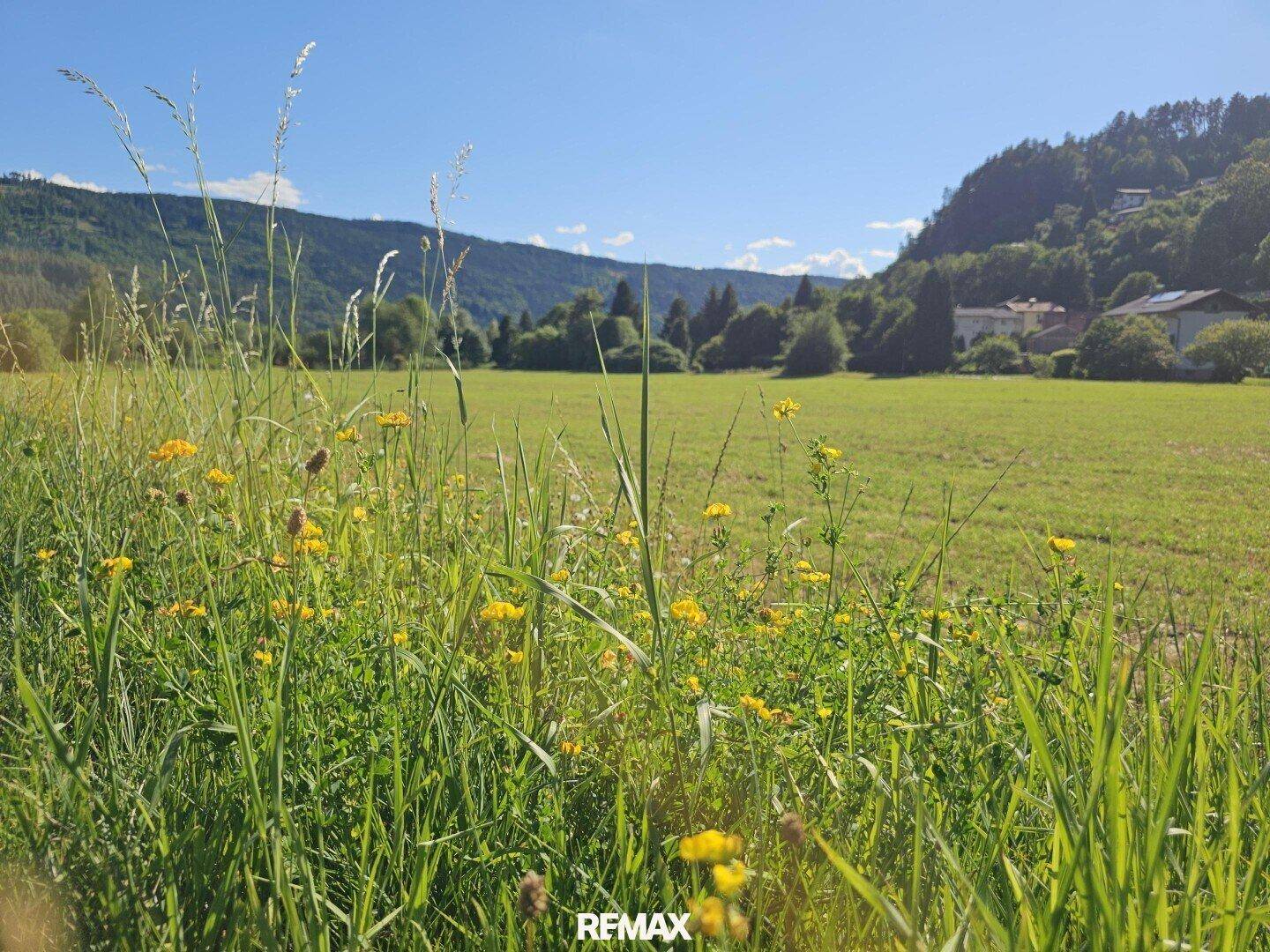 Nahaufnahme von hohem Gras und gelben Wildblumen auf einer sonnigen Wiese mit Bergblick.