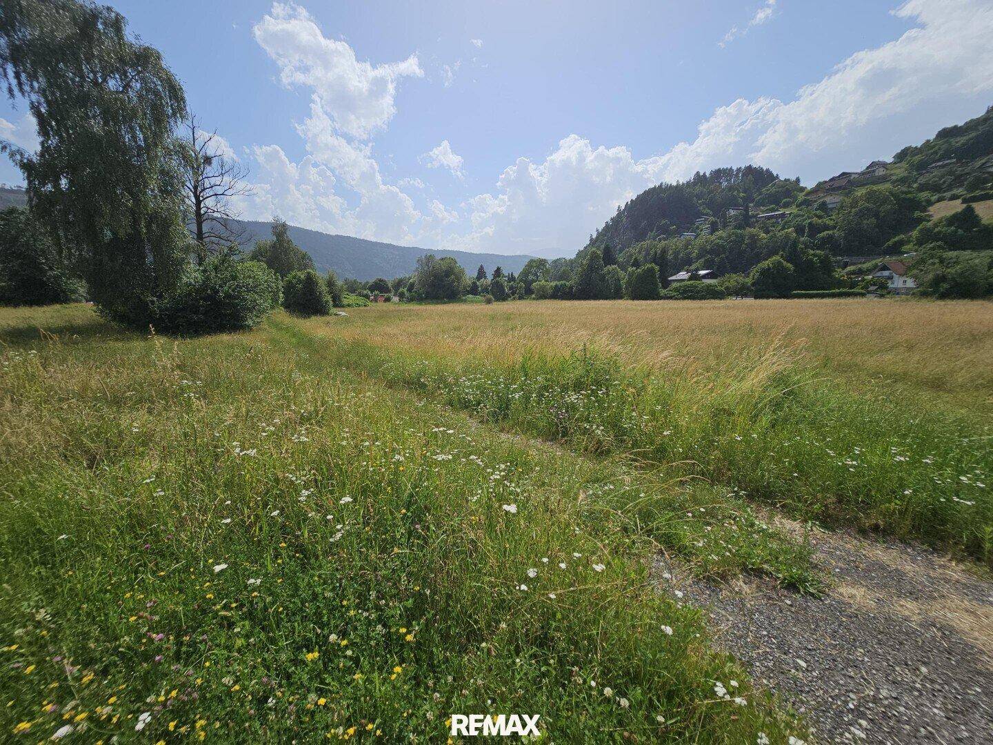 Weite grüne Wiese mit Wildblumen und bewaldeten Hügeln im Hintergrund unter blauem Himmel.