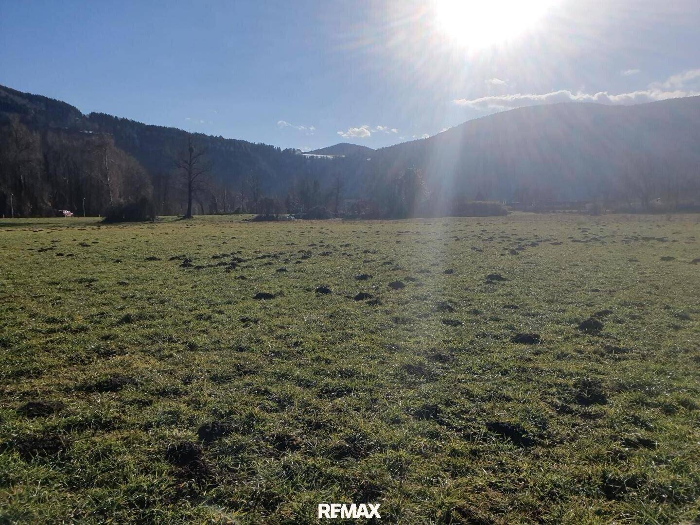 Sonnige grüne Wiese mit Maulwurfshügeln und Bergen im Hintergrund, starkes Sonnenlicht.