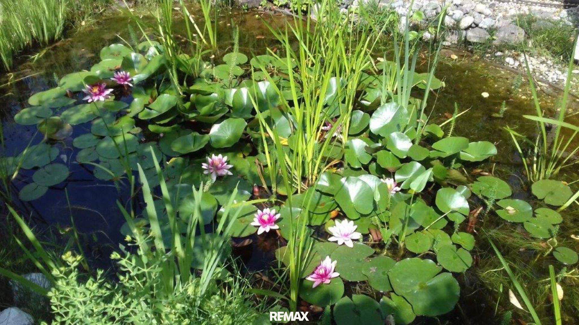 Nahaufnahme eines Gartenteichs mit blühenden Seerosen und Wasserpflanzen.