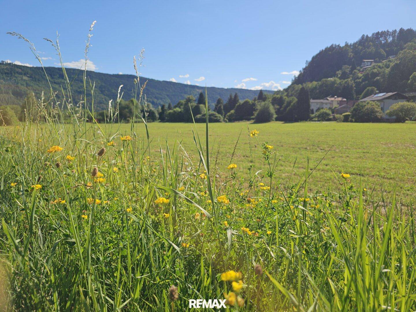 Sonnige Wiese mit hohen Gräsern und gelben Blumen, umgeben von grünen Hügeln.