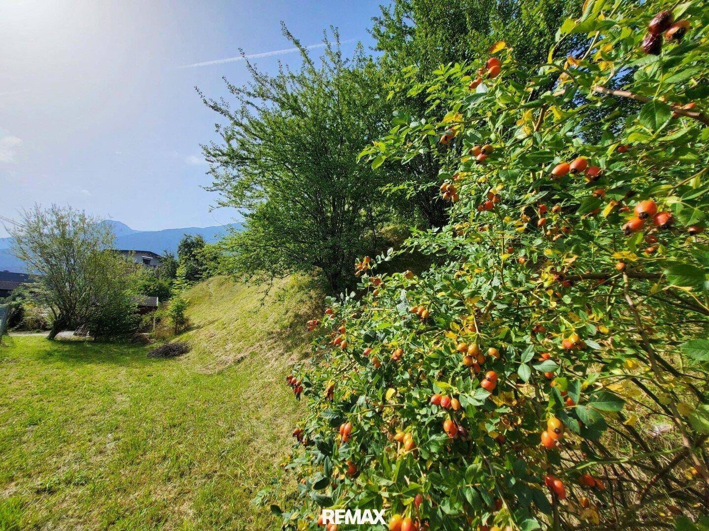 Baugrundstück - Naturoase in Zentrumsnähe - Ansicht 6