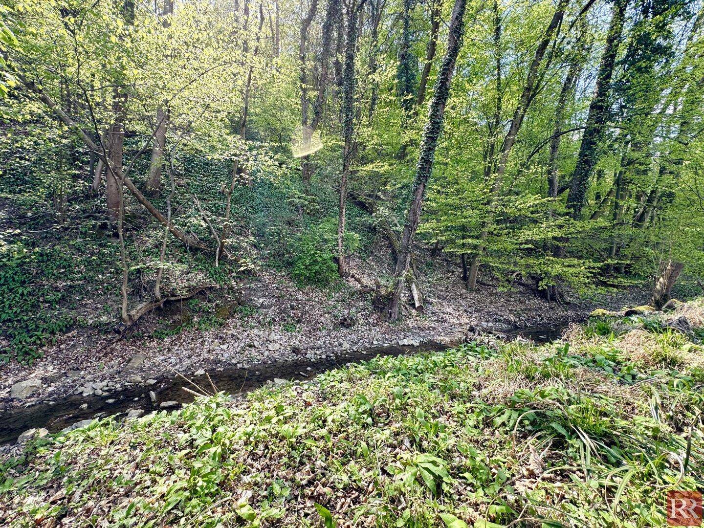 Kleiner Bachlauf in einem lichten Waldgebiet mit viel Grün und natürlicher Vegetation.