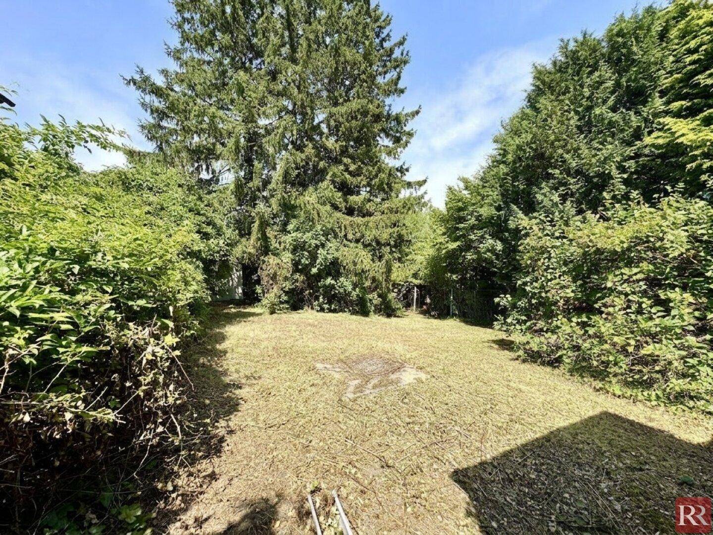 Offene Rasenfläche im Garten, ideal für Erholung, umgeben von hohen Bäumen und Sträuchern.