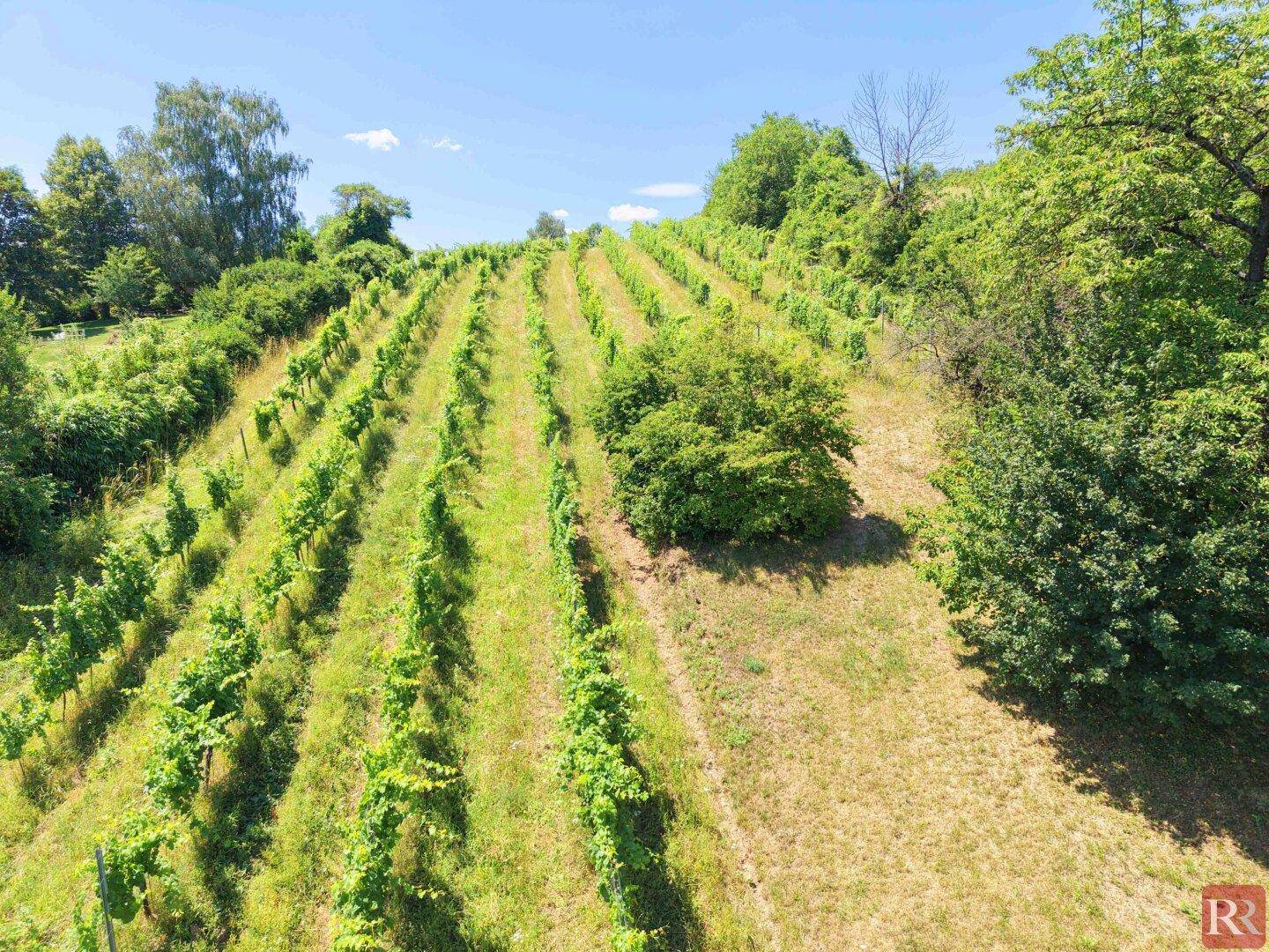Panoramablick über einen gepflegten Weinberg, der sich über einen sonnigen Hang erstreckt.