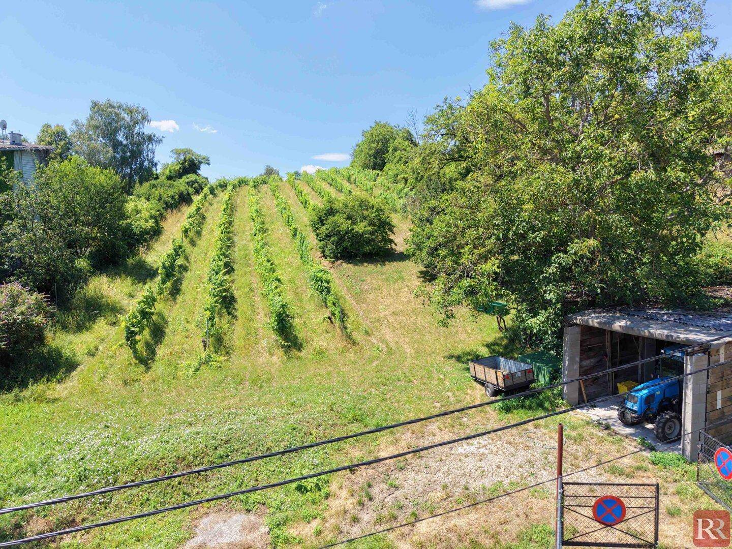 Weinberglandschaft mit einem kleinen Schuppen und einem blauen Traktor am Rande des Grundstücks.