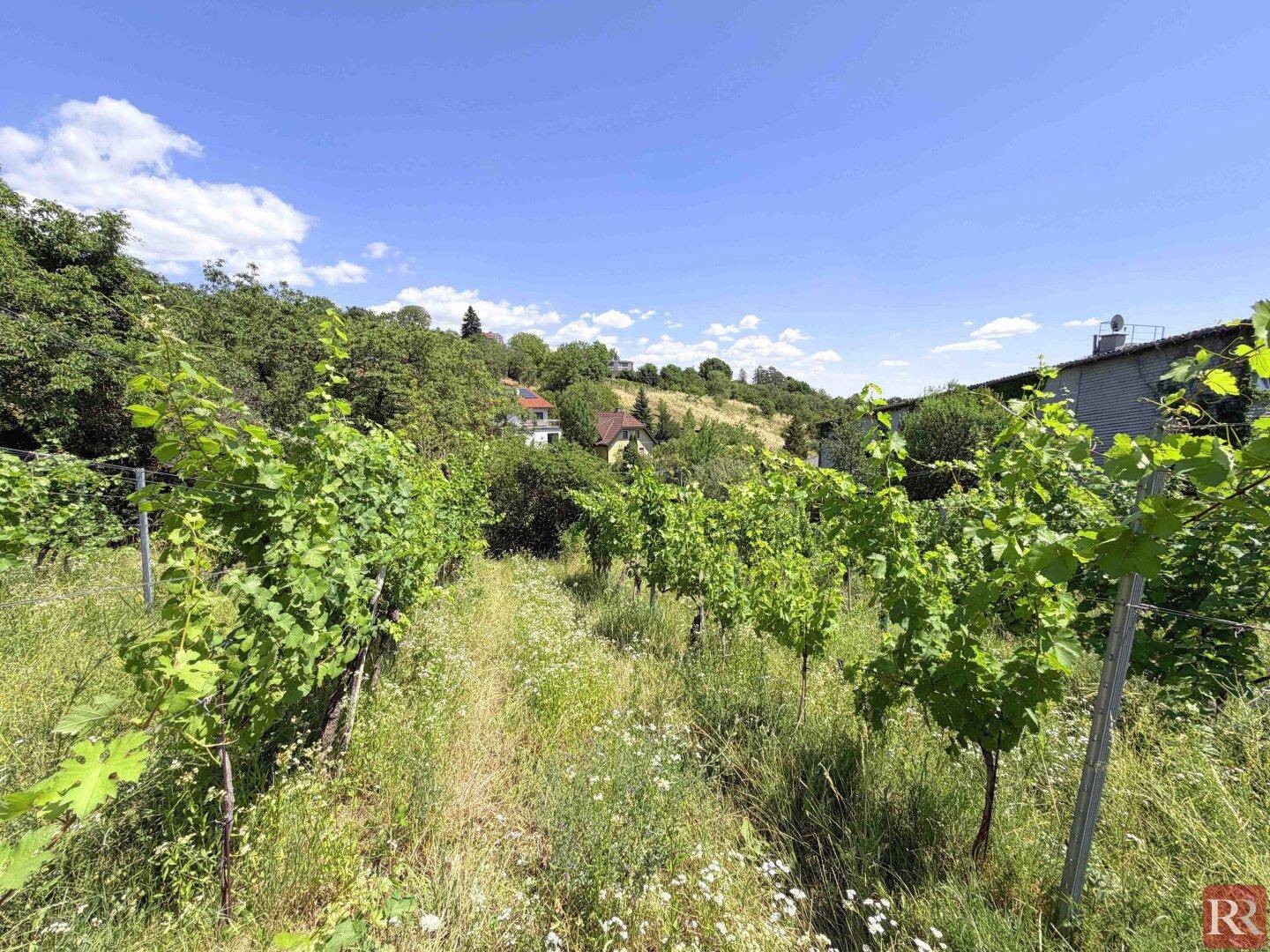 Nahaufnahme der Weinreben mit Blick auf die umliegende Wohnbebauung am Hang.