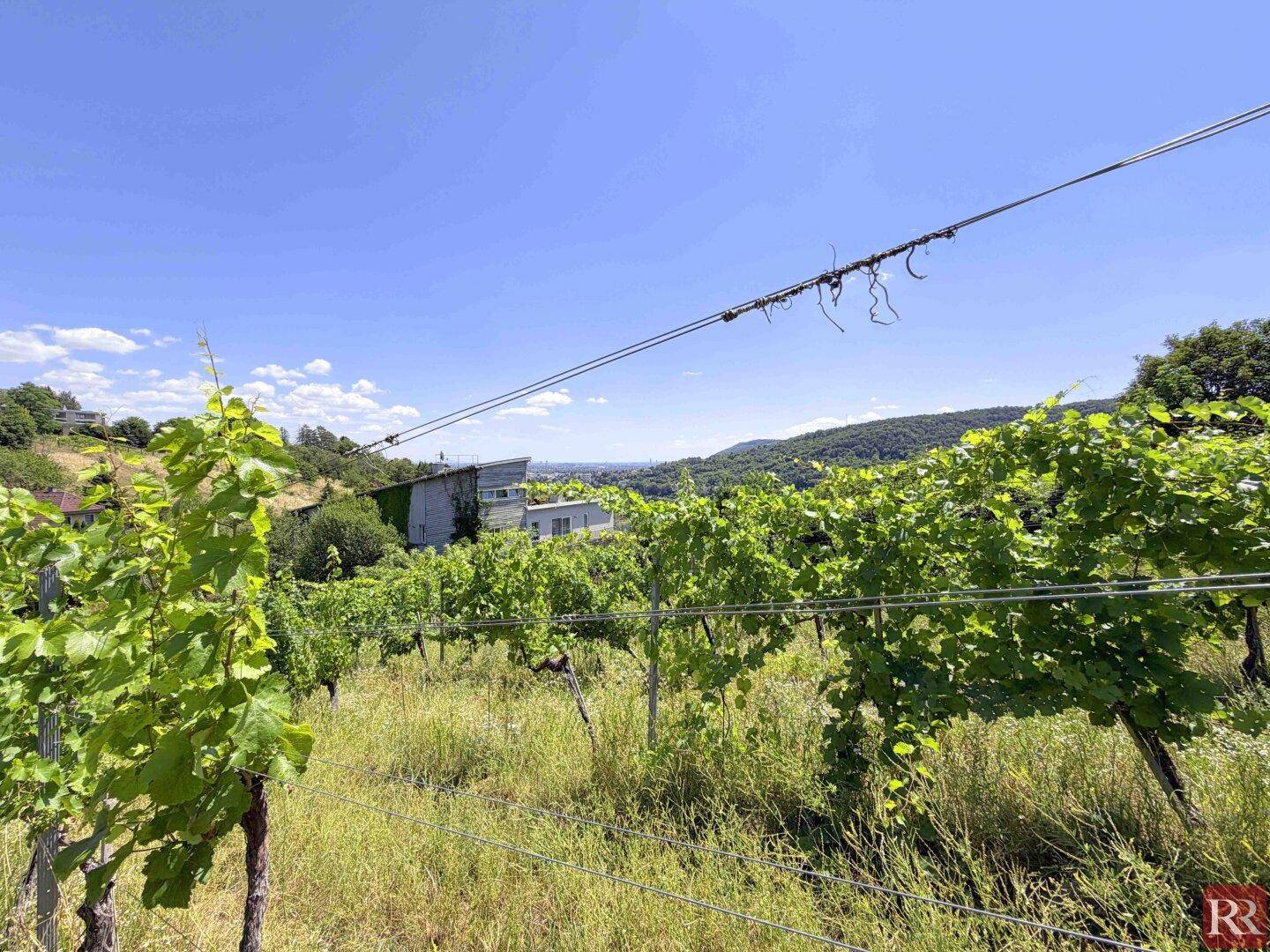 Weinreben im Vordergrund mit einem modernen Gebäude und Fernblick auf die Stadt im Hintergrund.