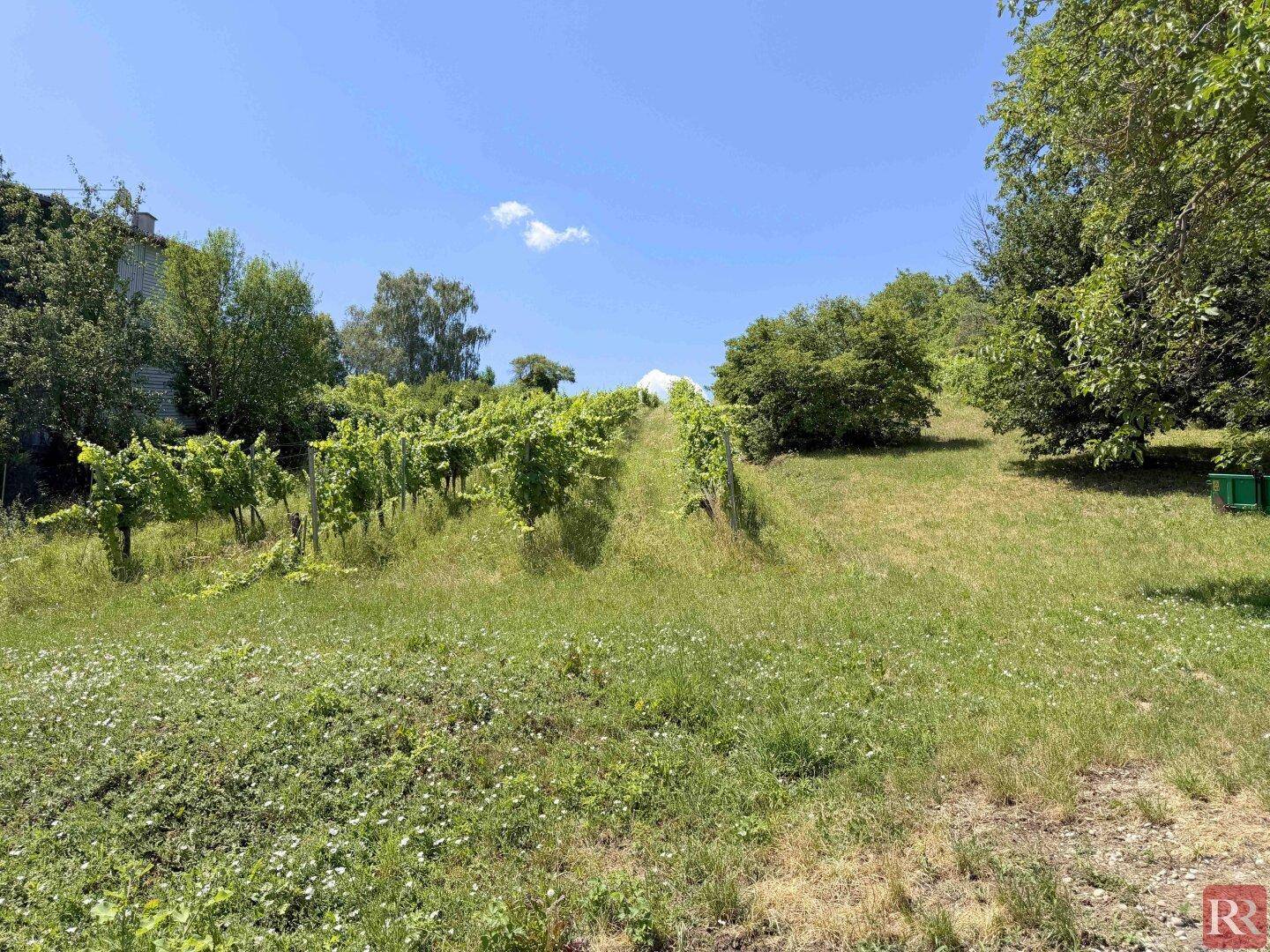 Eine offene Grünfläche, die zu den terrassierten Weinbergen auf dem sonnigen Hügel führt.
