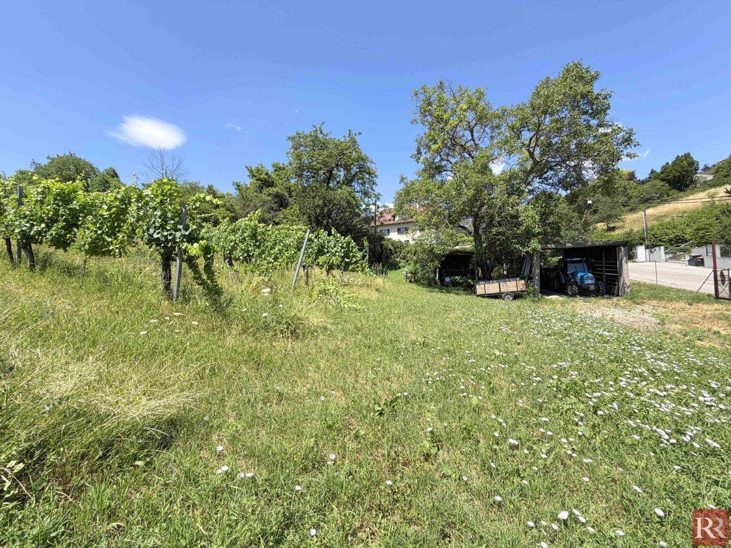 Weitläufige Grünfläche mit Weinreben, Bäumen und einem Geräteschuppen mit Traktor im Hintergrund.