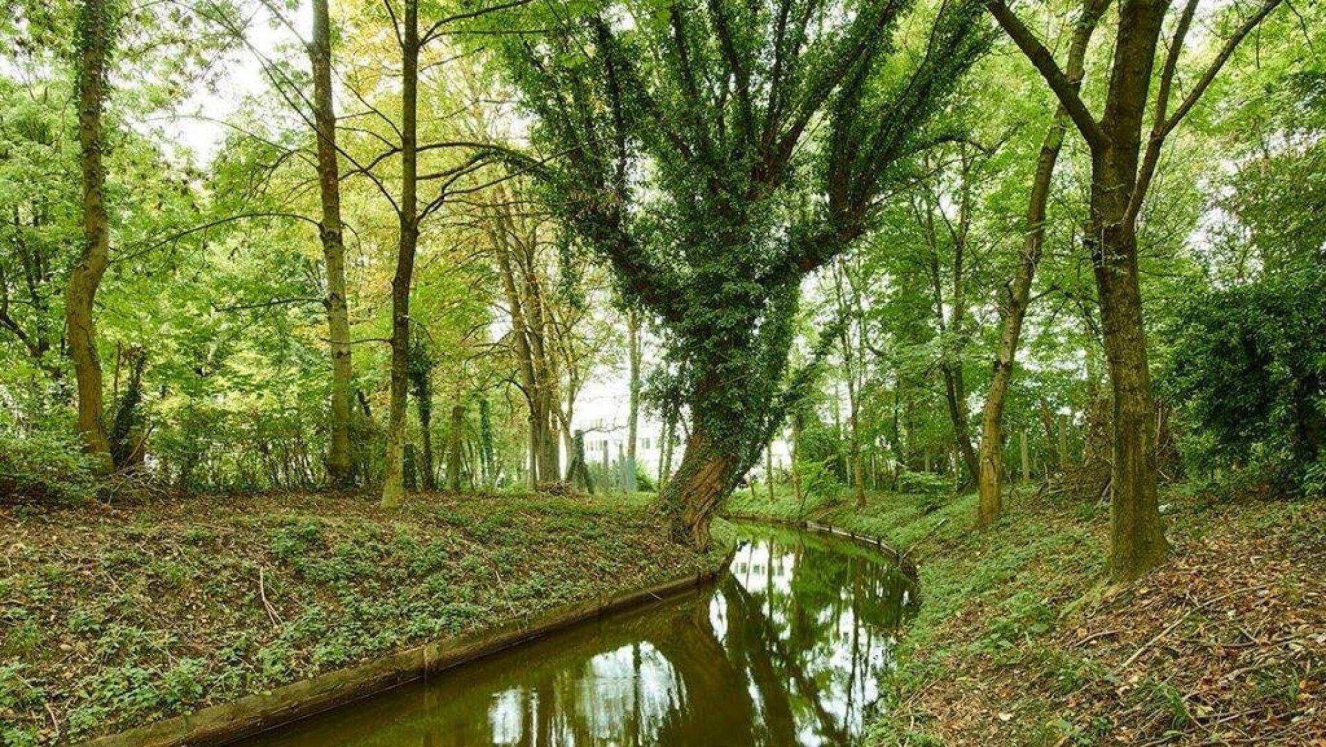 Natürlicher Bach oder kleiner Fluss, der sich durch einen dichten Wald schlängelt, mit üppigem Grün.