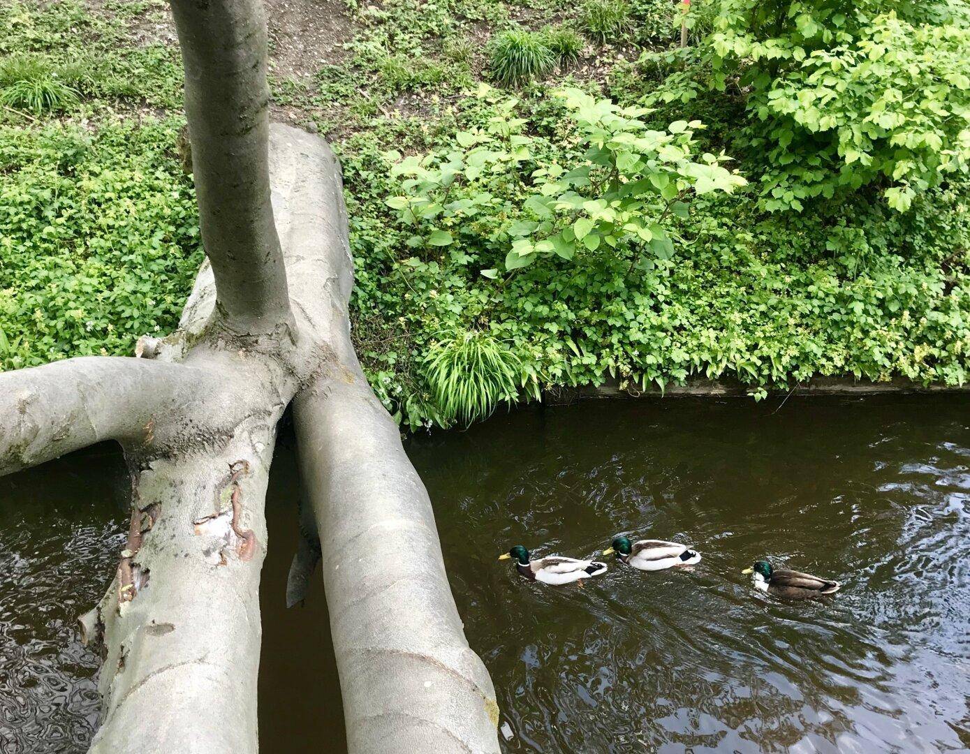 Enten schwimmen in einem Bach, umgeben von üppigem Grün und einem umgestürzten Baumstamm.
