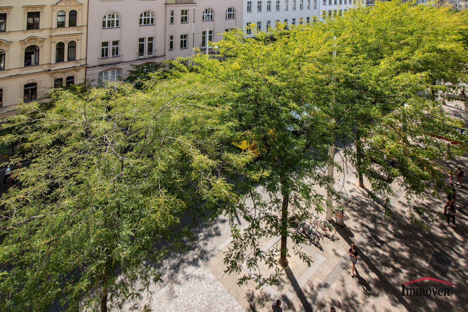 Blick von oben auf eine von Bäumen gesäumte Straße mit historischen Gebäuden im Hintergrund.