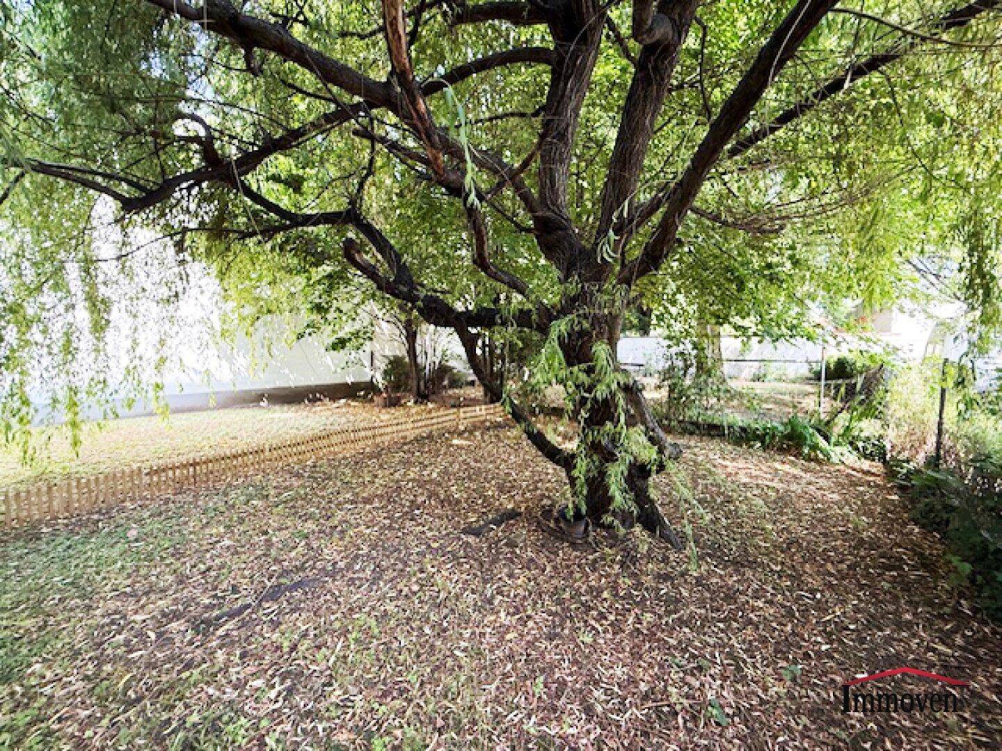 Naturbelassener Garten mit großem Baum und Laub auf dem Boden, ideal zum Entspannen.