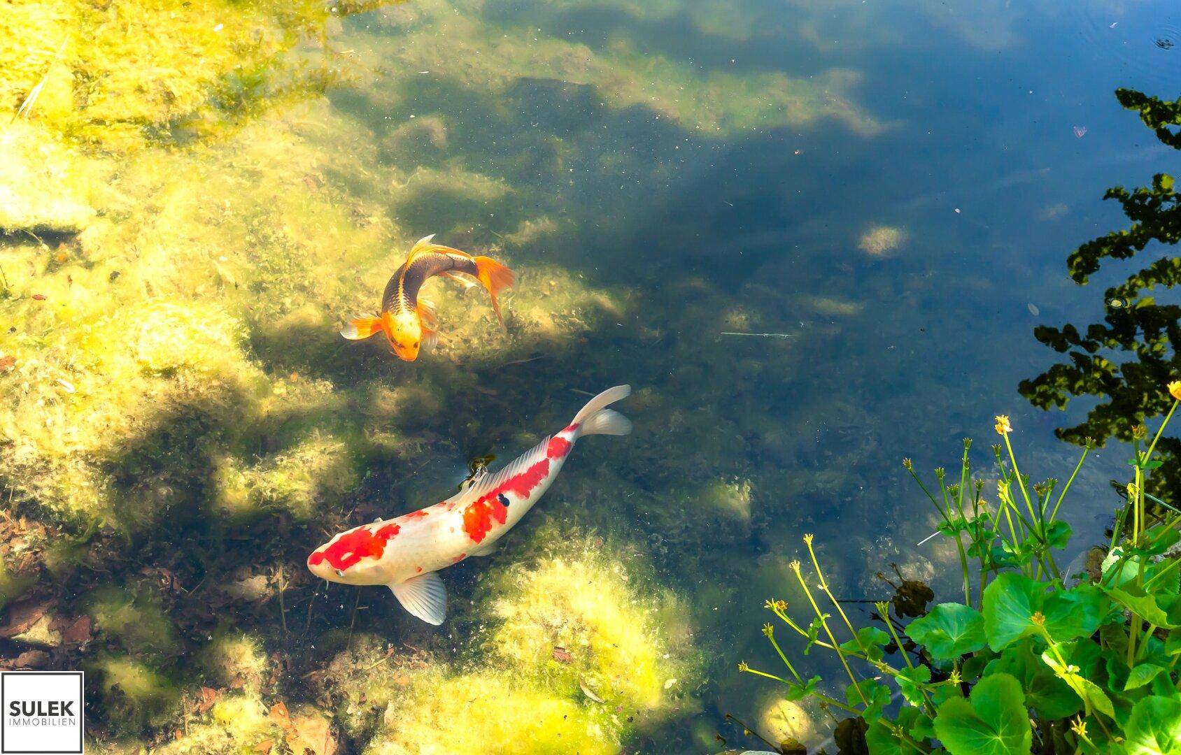 Nahaufnahme eines Gartenteichs mit farbenprächtigen Koi-Karpfen in klarem Wasser.