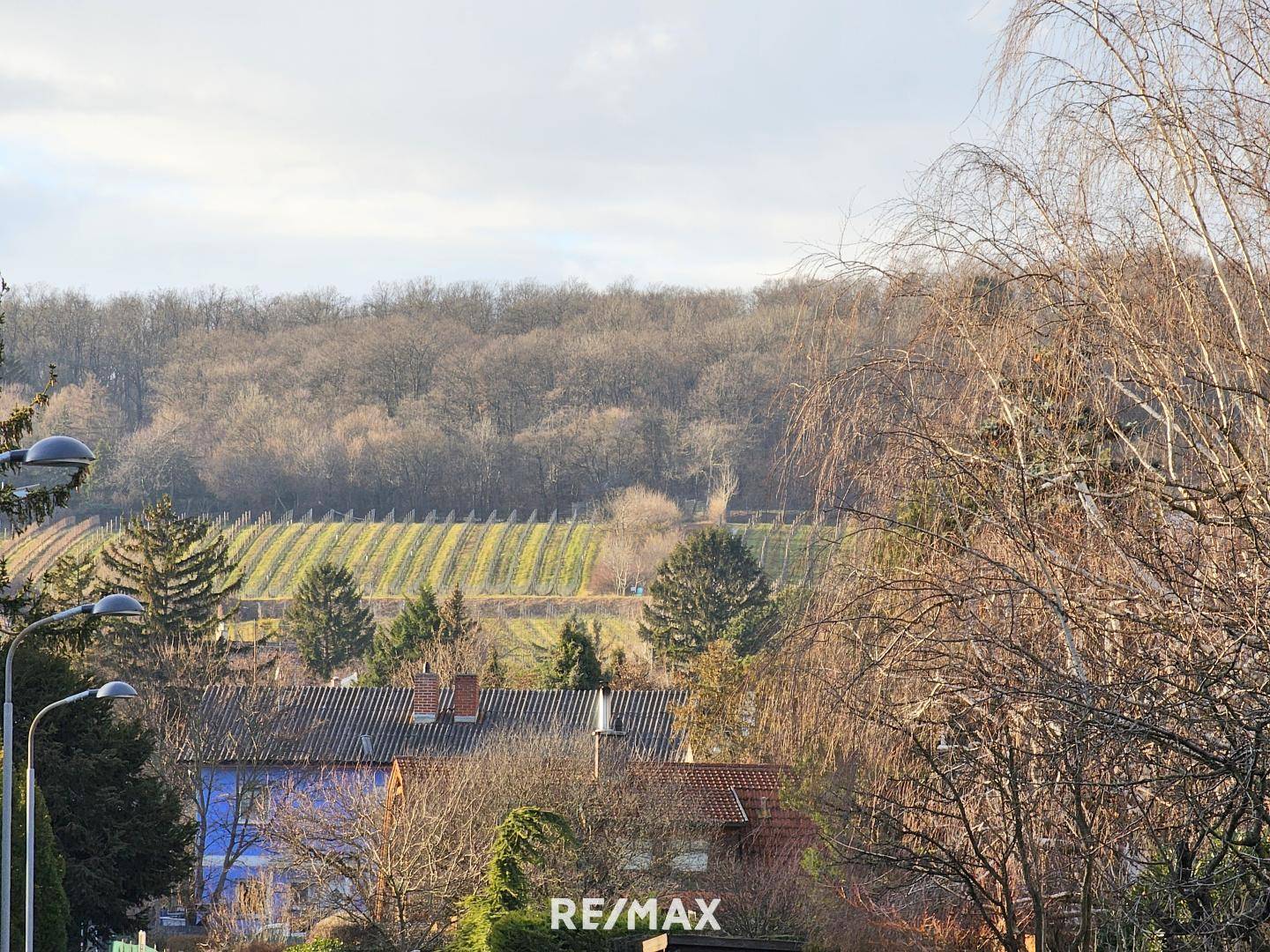 Blick zum Weinhang im Winter