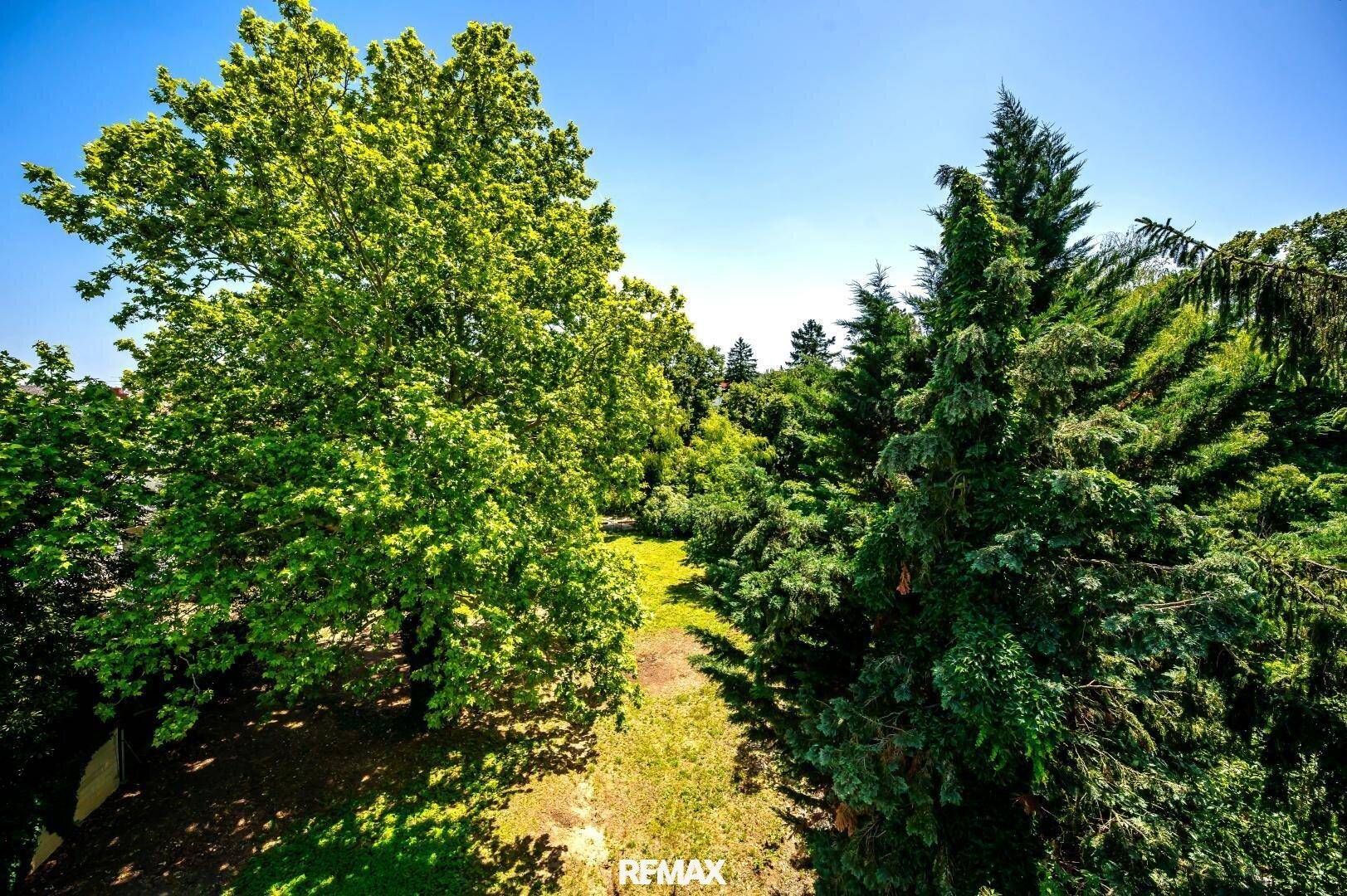 Weitläufiges Grundstück mit dichtem Baumbestand und viel Grünfläche unter blauem Himmel.