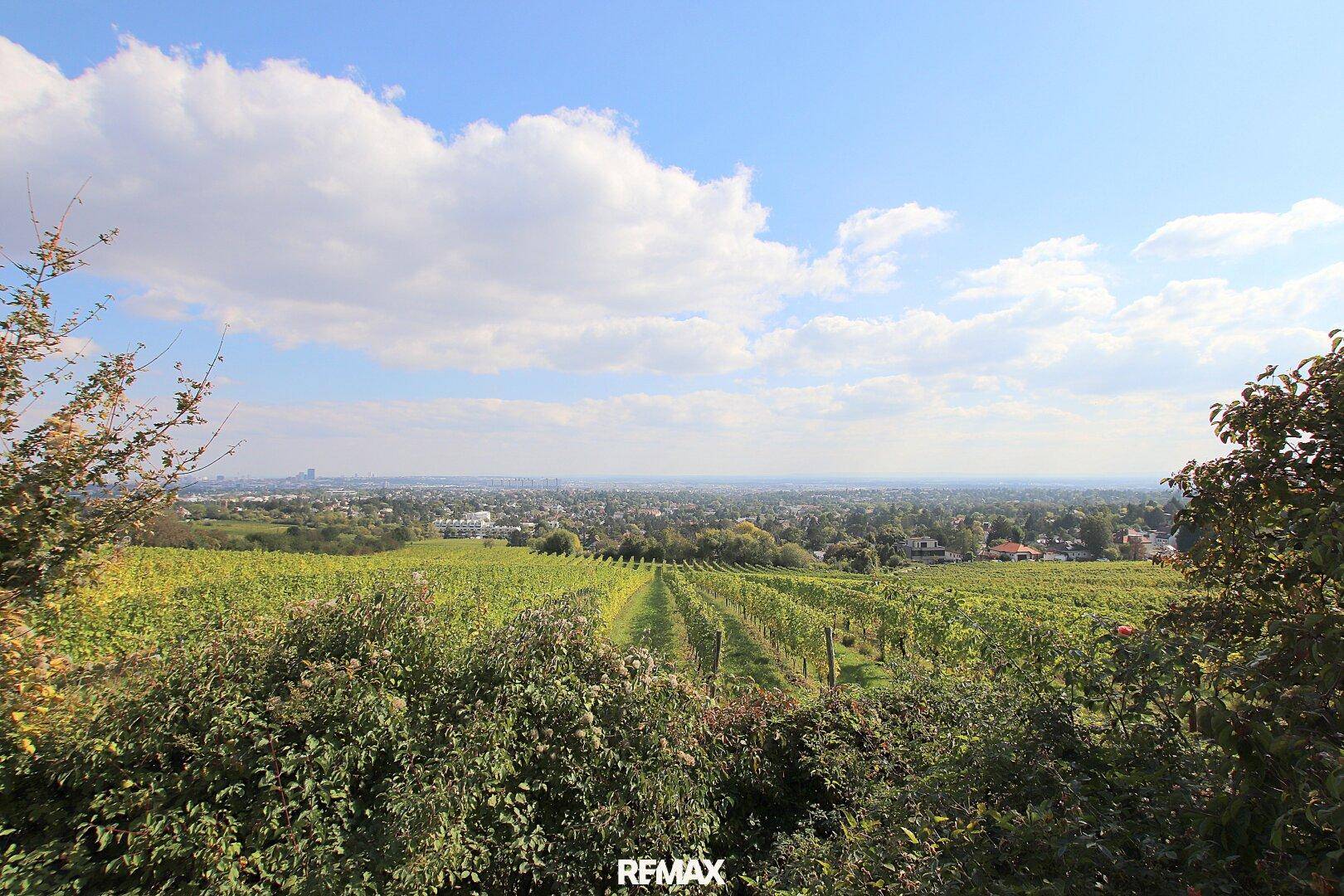 Panoramablick über ausgedehnte Weinberge und die umliegende Landschaft unter blauem Himmel.