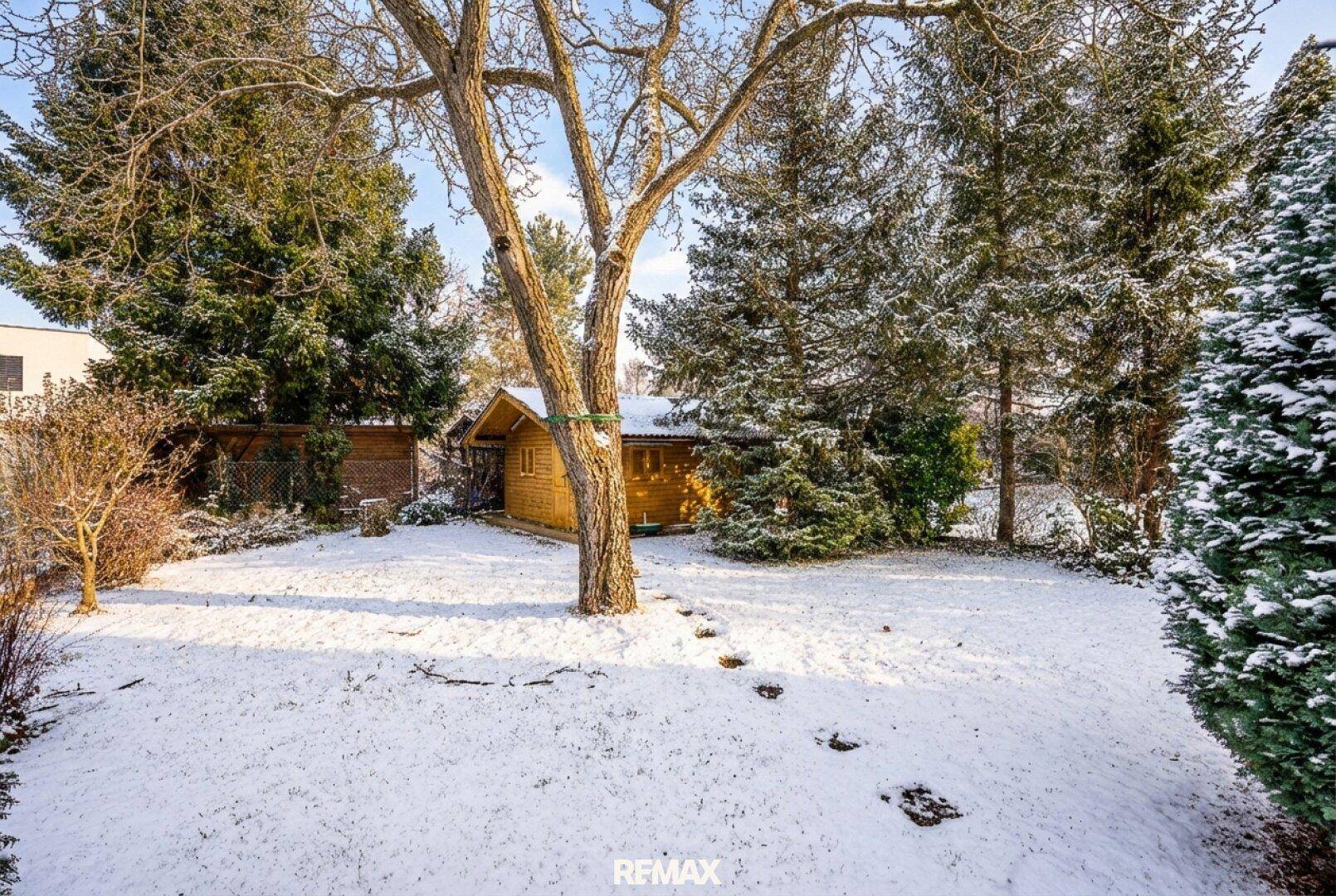 Winterlicher Garten mit verschneiter Rasenfläche, alten Bäumen und einem kleinen Holzschuppen im Hintergrund.