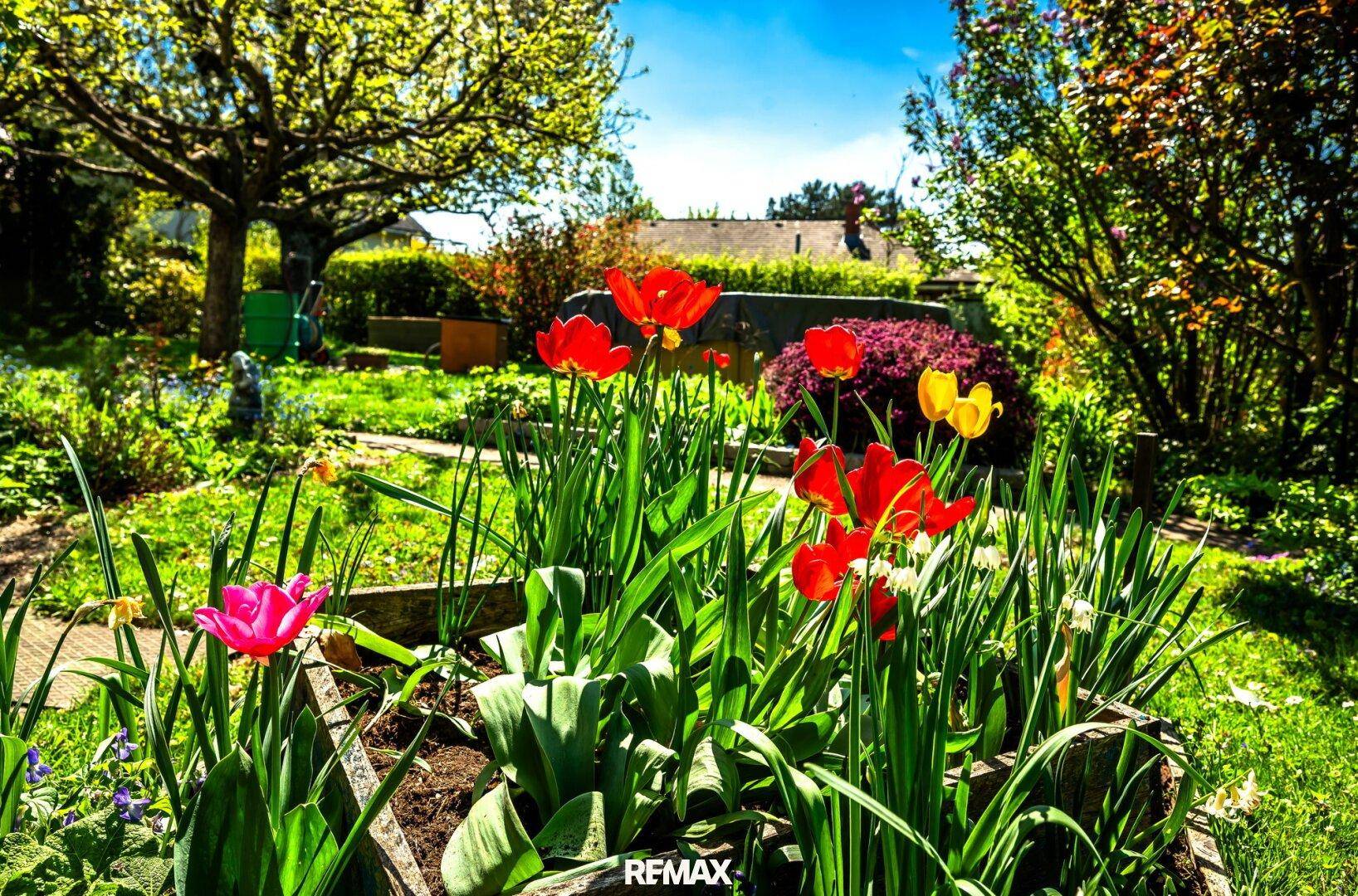 Farbenfrohe Blumenbeete mit roten Tulpen und gelben Narzissen, die den Garten beleben.