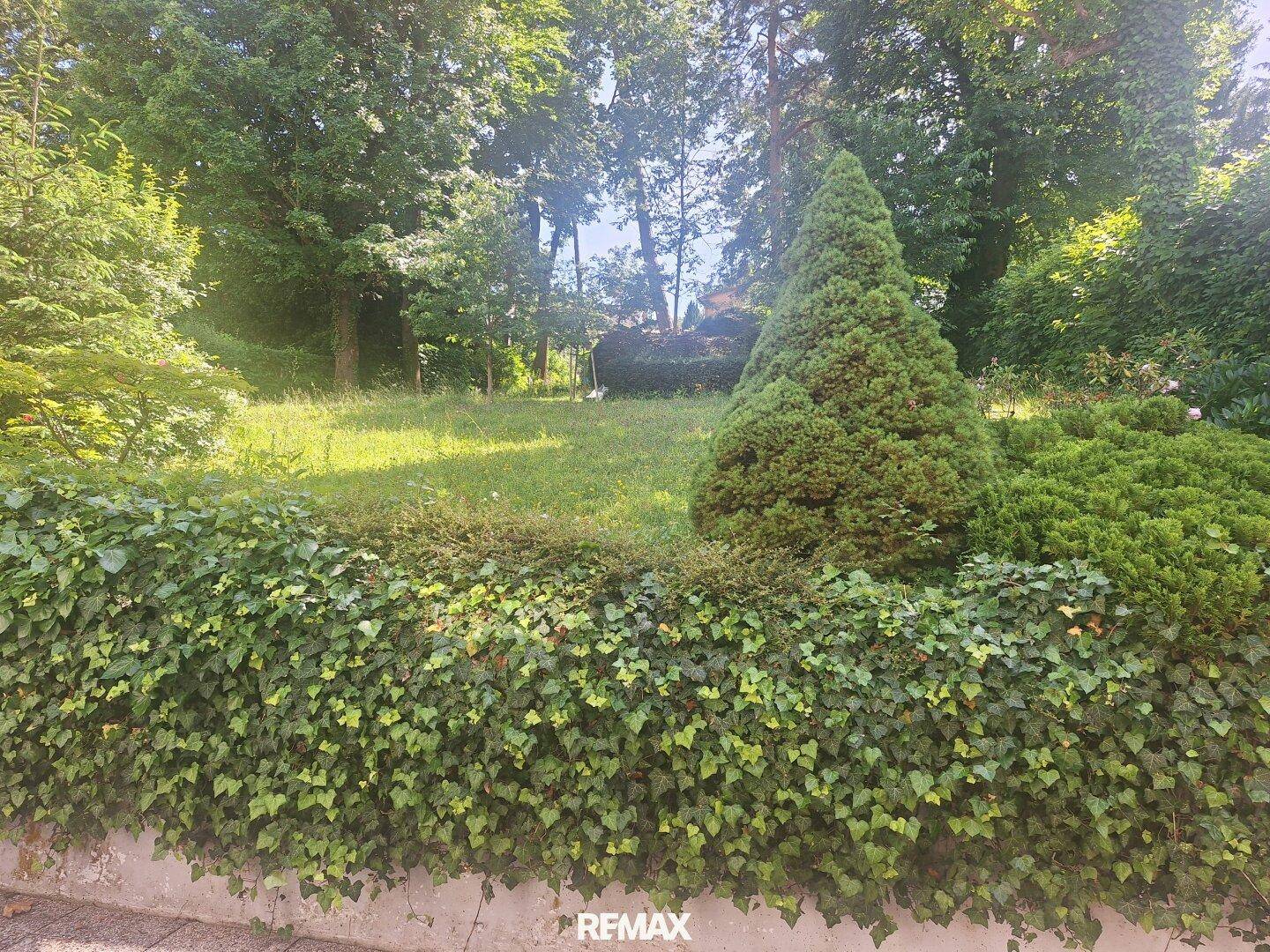 Gepflegter Gartenbereich mit einer dichten Hecke, einem Nadelbaum und einer sanften Rasenfläche.